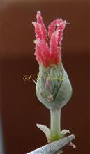  Female flower